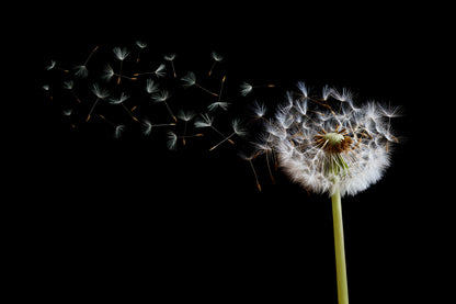 Dandelion Blowing in The Wind with A Black Wall Art Decor 100% Australian Made