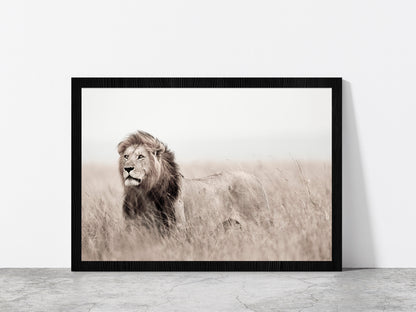 Lion in Grass Field Faded Landscape Photograph Glass Framed Wall Art, Ready to Hang Quality Print Without White Border Black