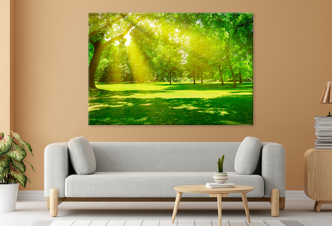 Sunrise Beam in Beautiful Park  Wall Art Decor 100% Australian Made - Bella Home Decor