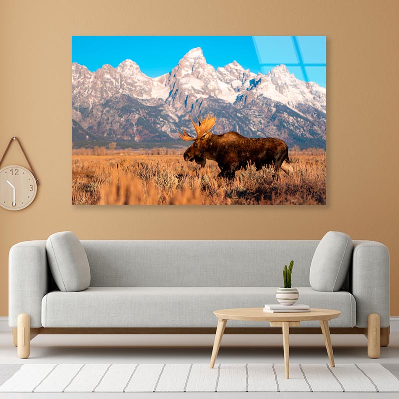 Bull Moose in Mountain Sky  Acrylic Glass Print Tempered Glass Wall Art 100% Made in Australia Ready to Hang