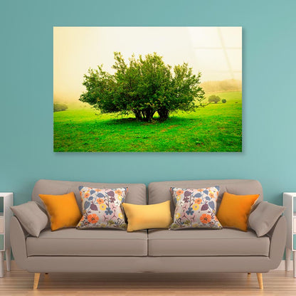 Grassland Scene Acrylic Glass Print Tempered Glass Wall Art 100% Made in Australia Ready to Hang