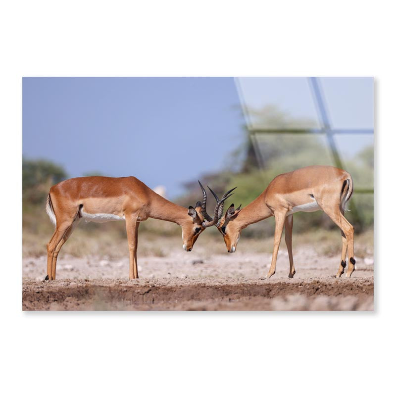 Two Fighting Male Impala Antelopes Acrylic Glass Print Tempered Glass Wall Art 100% Made in Australia Ready to Hang - Bella Home Decor