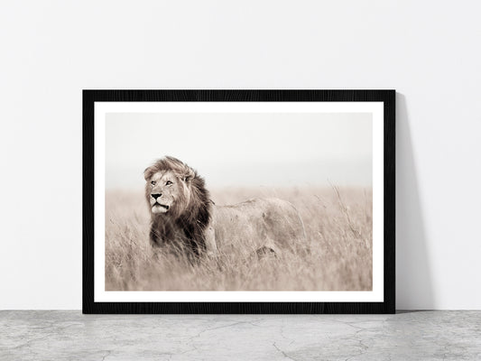 Lion in Grass Field Faded Landscape Photograph Glass Framed Wall Art, Ready to Hang Quality Print With White Border Black