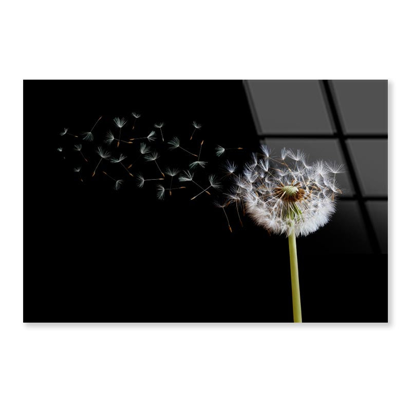 Dandelion Blowing in The Wind with A Black Acrylic Glass Print Tempered Glass Wall Art 100% Made in Australia Ready to Hang