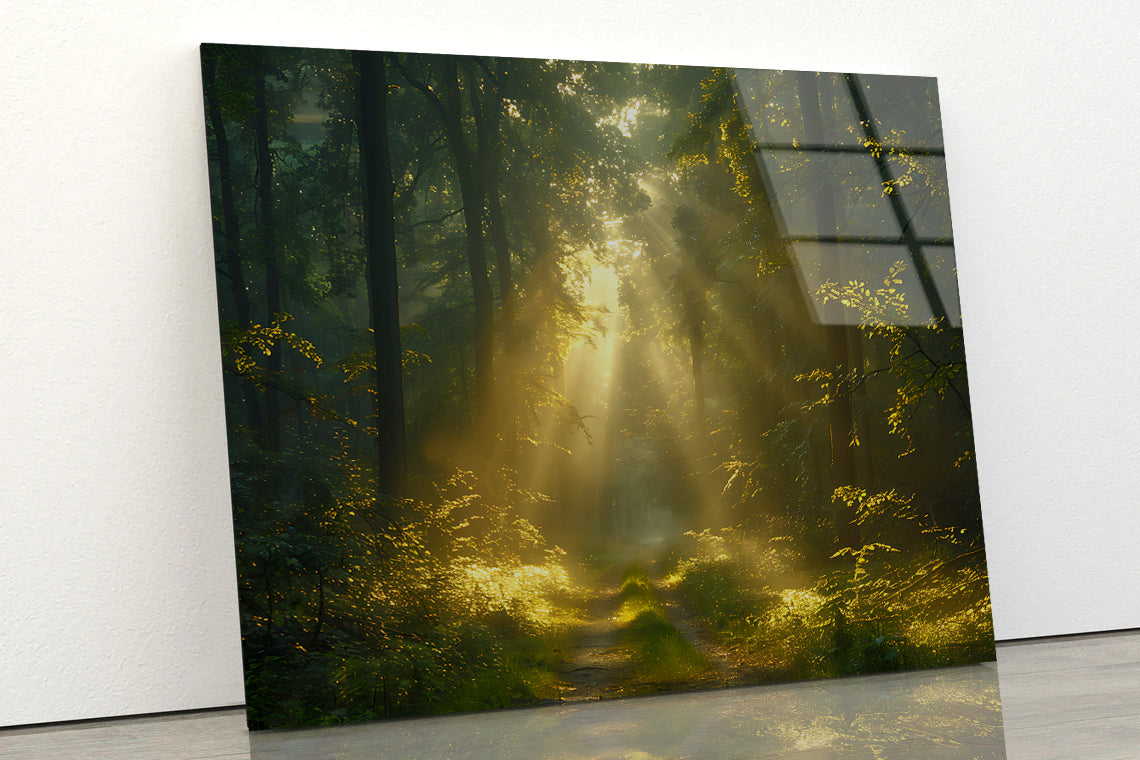 Sun Shining With Trees in a Forest Acrylic Glass Print Tempered Glass Wall Art 100% Made in Australia Ready to Hang - Bella Home Decor
