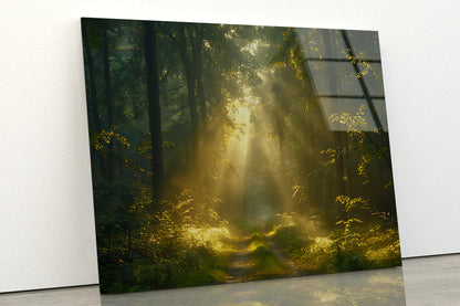 Sun Shining With Trees in a Forest Acrylic Glass Print Tempered Glass Wall Art 100% Made in Australia Ready to Hang - Bella Home Decor