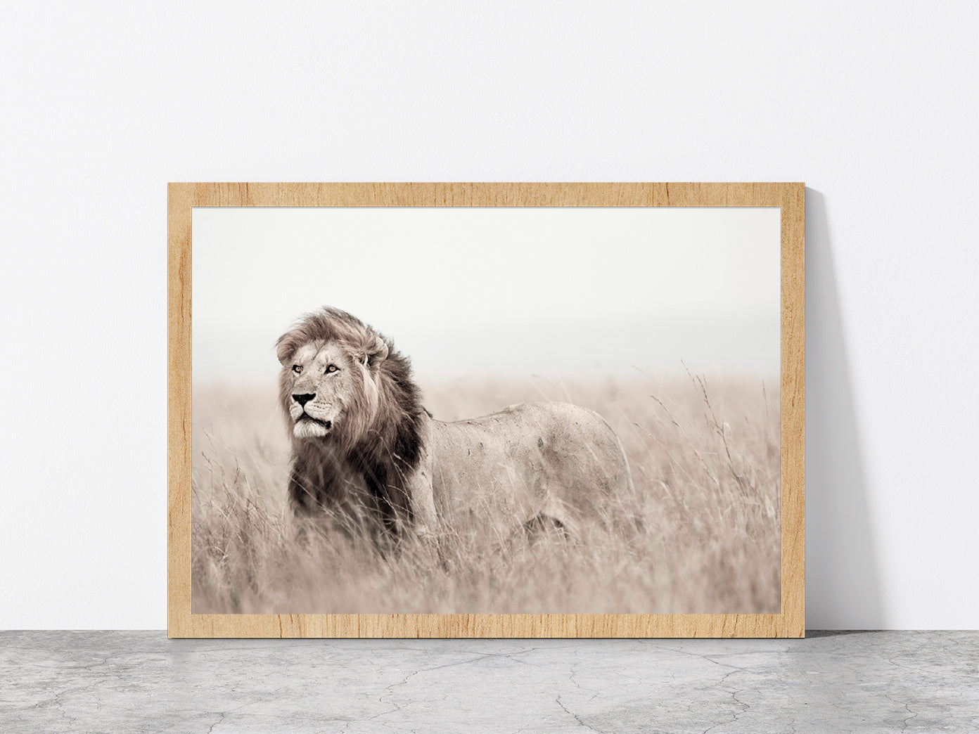 Lion in Grass Field Faded Landscape Photograph Glass Framed Wall Art, Ready to Hang Quality Print Without White Border Oak