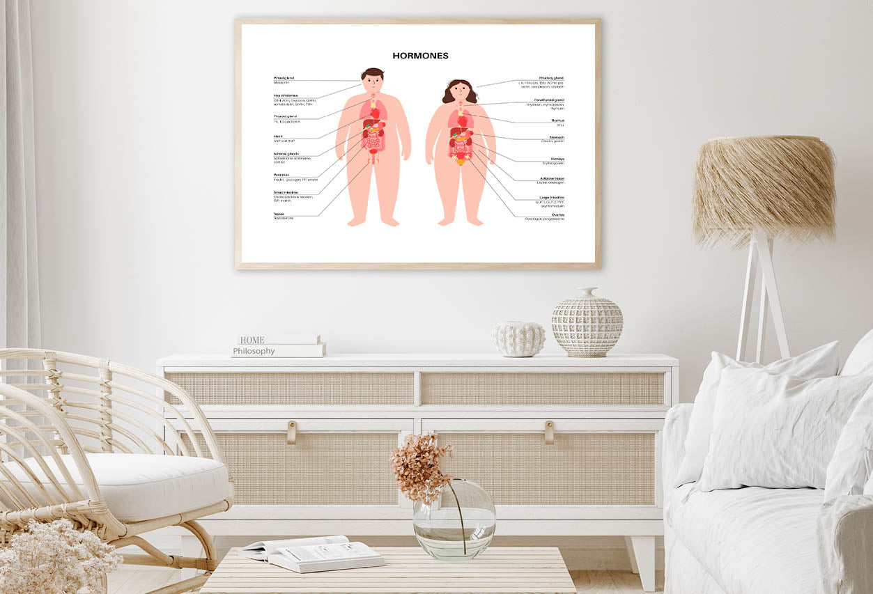 Hormones In Human Body Illustration Home Decor Premium Quality Poster Print Choose Your Sizes