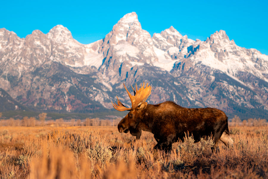 Bull Moose in Mountain Sky  Acrylic Glass Print Tempered Glass Wall Art 100% Made in Australia Ready to Hang