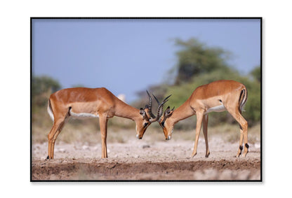 Two Fighting Male Impala Antelopes Home Decor Premium Quality Poster Print Choose Your Sizes