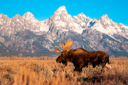 Bull Moose in Mountain Sky Home Decor Premium Quality Poster Print Choose Your Sizes