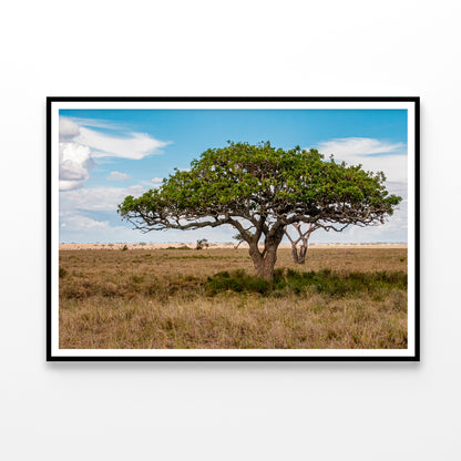 Close-up of a Tree in Tanzania Home Decor Premium Quality Poster Print Choose Your Sizes