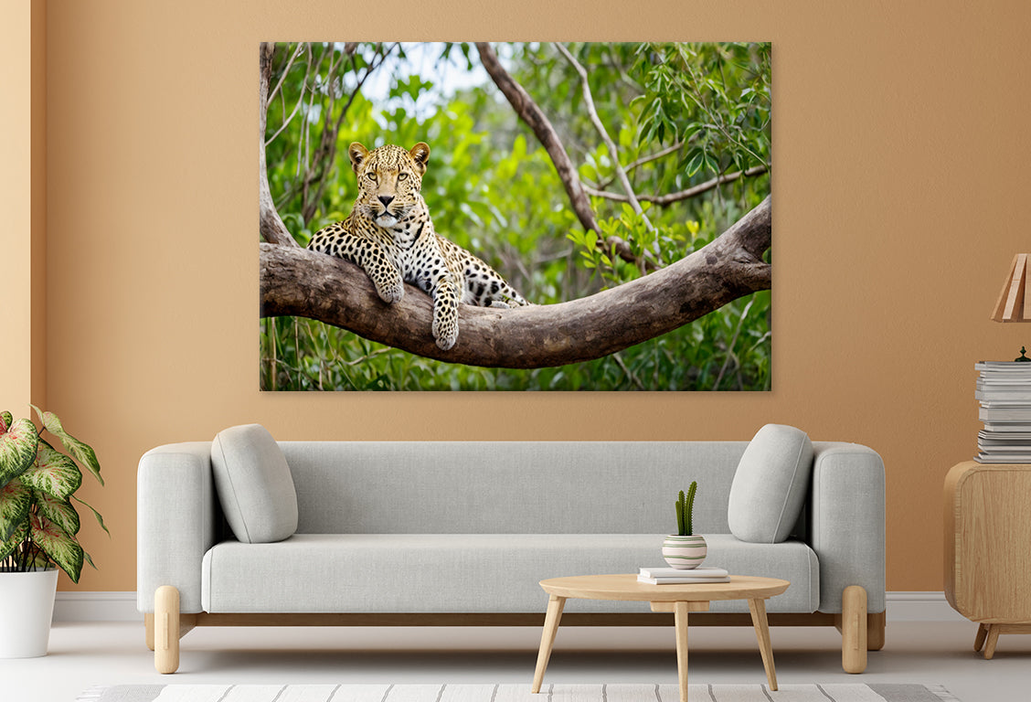 Sri Lankan Leopard in Yala Park Wall Art Decor 100% Australian Made - Bella Home Decor