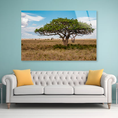 Close-up of a Tree in Tanzania Acrylic Glass Print Tempered Glass Wall Art 100% Made in Australia Ready to Hang