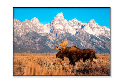 Bull Moose in Mountain Sky Home Decor Premium Quality Poster Print Choose Your Sizes