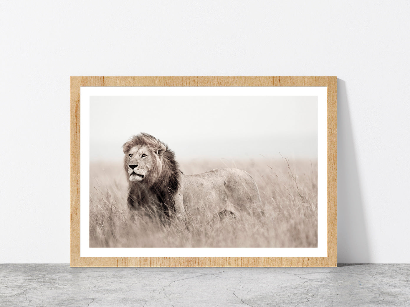 Lion in Grass Field Faded Landscape Photograph Glass Framed Wall Art, Ready to Hang Quality Print With White Border Oak