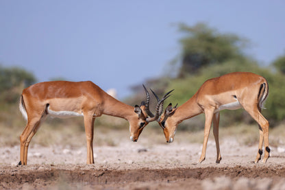 Two Fighting Male Impala Antelopes Acrylic Glass Print Tempered Glass Wall Art 100% Made in Australia Ready to Hang - Bella Home Decor