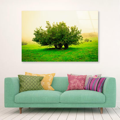 Grassland Scene Acrylic Glass Print Tempered Glass Wall Art 100% Made in Australia Ready to Hang