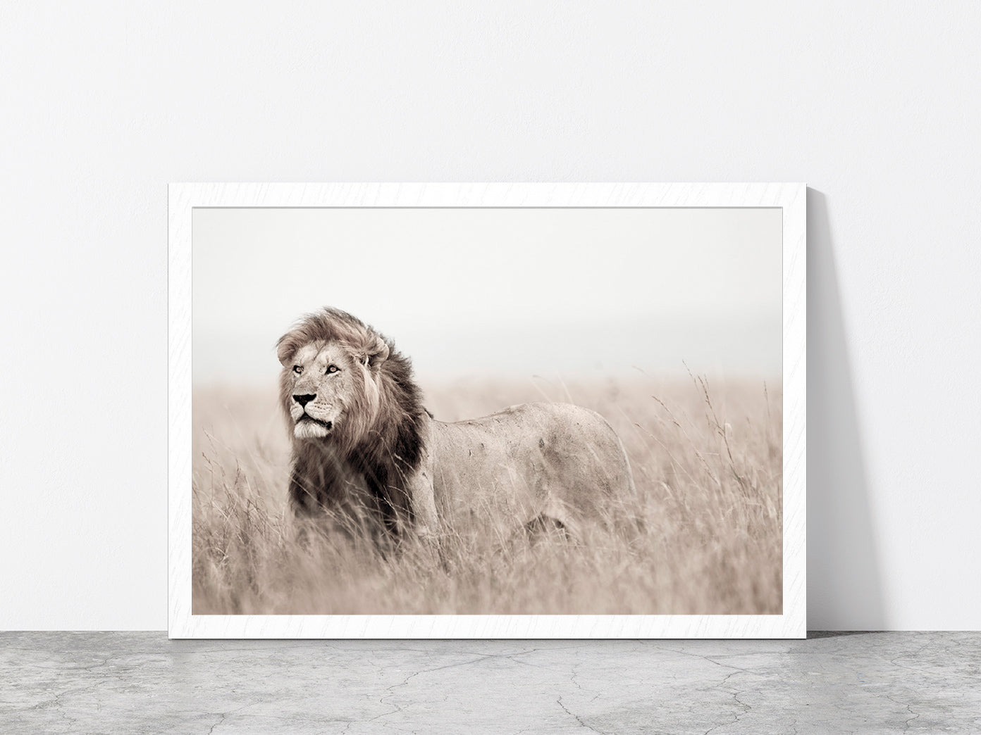 Lion in Grass Field Faded Landscape Photograph Glass Framed Wall Art, Ready to Hang Quality Print Without White Border White