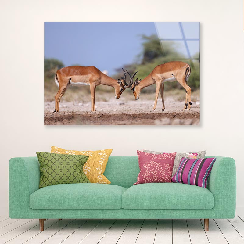 Two Fighting Male Impala Antelopes Acrylic Glass Print Tempered Glass Wall Art 100% Made in Australia Ready to Hang - Bella Home Decor