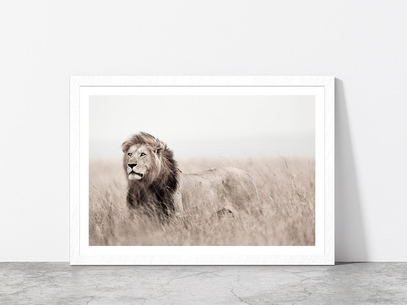 Lion in Grass Field Faded Landscape Photograph Glass Framed Wall Art, Ready to Hang Quality Print With White Border White