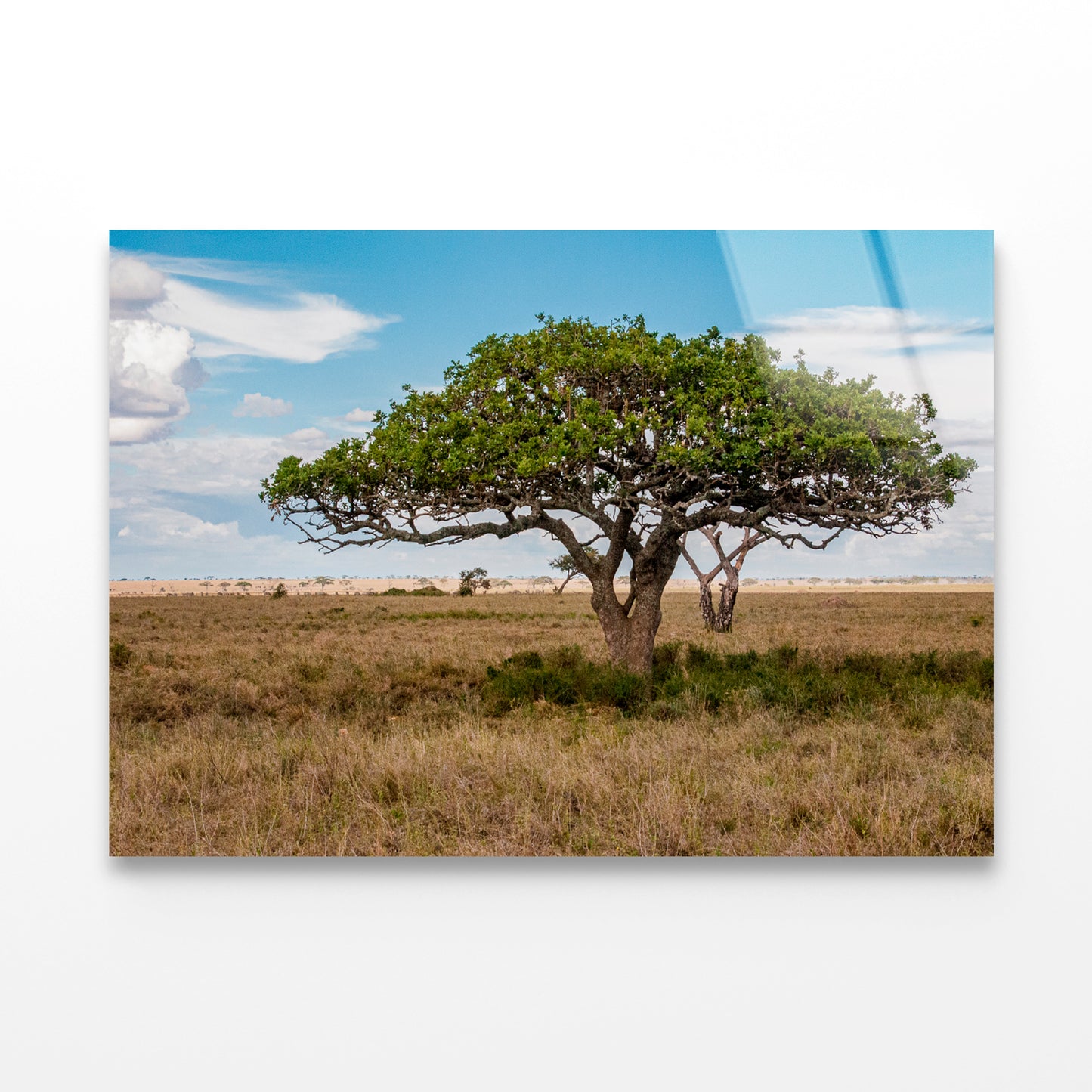 Close-up of a Tree in Tanzania Acrylic Glass Print Tempered Glass Wall Art 100% Made in Australia Ready to Hang