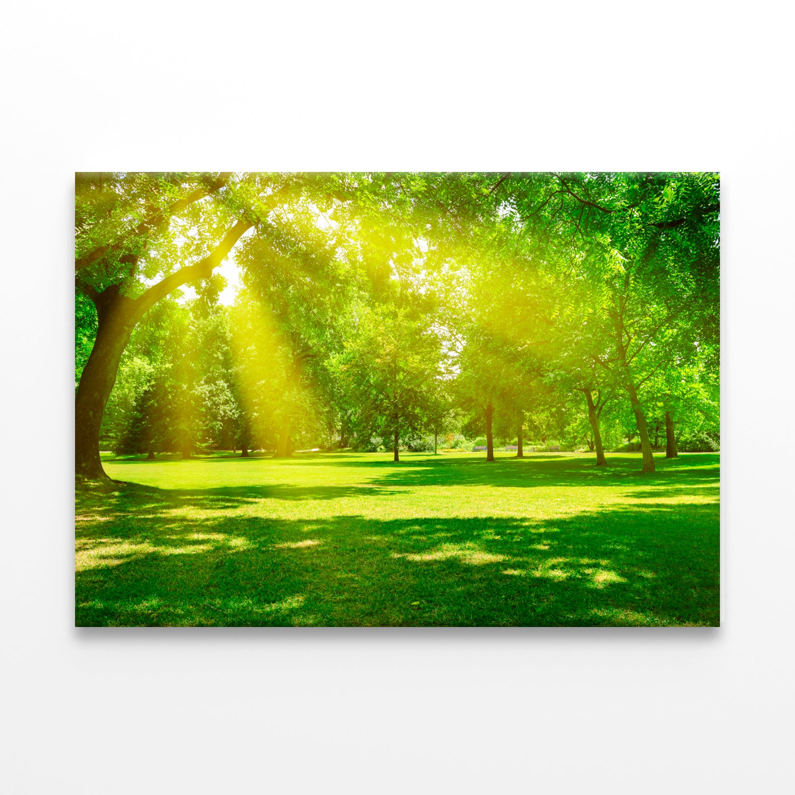 Sunrise Beam in Beautiful Park  Wall Art Decor 100% Australian Made - Bella Home Decor