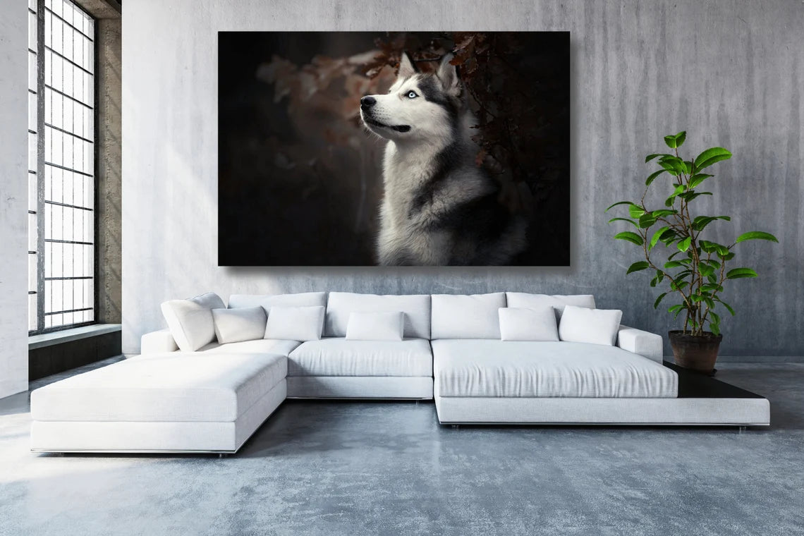 Siberian Husky Wall Art UV Direct Aluminum Print Australian Made Quality