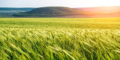 Green Wheat Field Countryside Blowing Wind Wall Art Canvas Office Home Room Framed 120x60cm