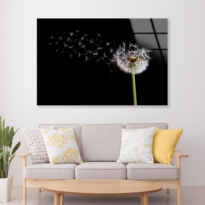 Dandelion Blowing in The Wind with A Black Acrylic Glass Print Tempered Glass Wall Art 100% Made in Australia Ready to Hang