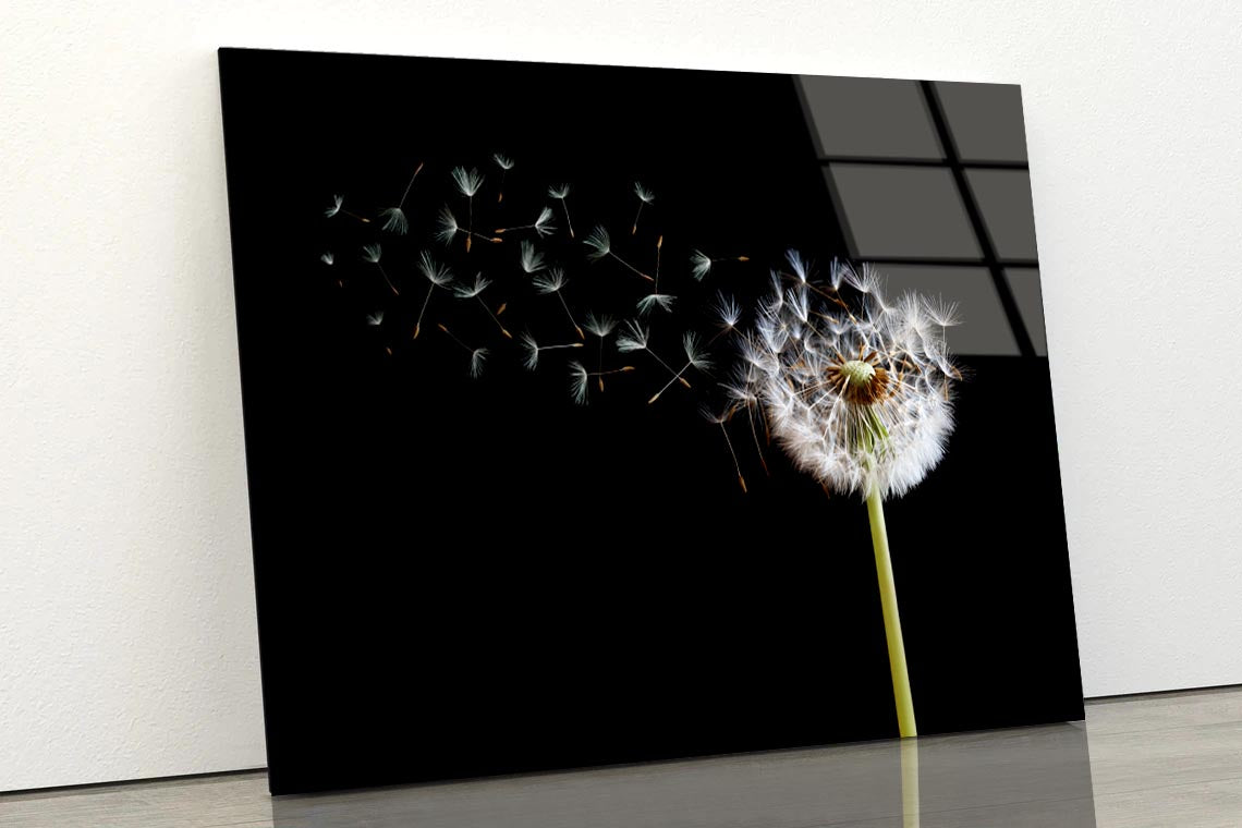 Dandelion Blowing in The Wind with A Black Acrylic Glass Print Tempered Glass Wall Art 100% Made in Australia Ready to Hang