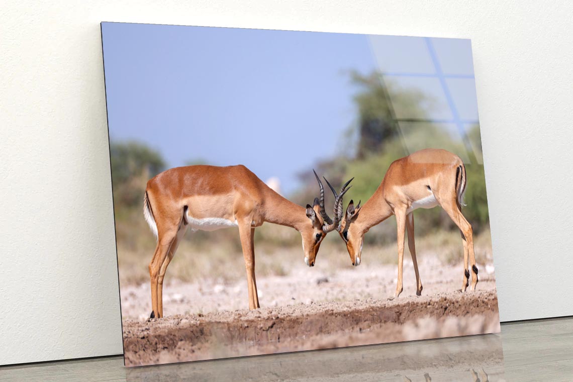 Two Fighting Male Impala Antelopes Acrylic Glass Print Tempered Glass Wall Art 100% Made in Australia Ready to Hang - Bella Home Decor