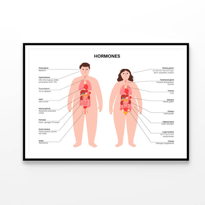 Hormones In Human Body Illustration Home Decor Premium Quality Poster Print Choose Your Sizes