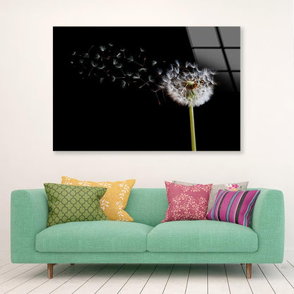 Dandelion Blowing in The Wind with A Black Acrylic Glass Print Tempered Glass Wall Art 100% Made in Australia Ready to Hang