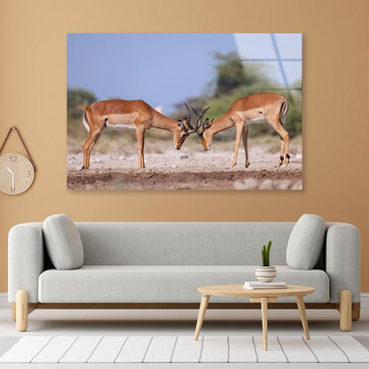 Two Fighting Male Impala Antelopes Acrylic Glass Print Tempered Glass Wall Art 100% Made in Australia Ready to Hang - Bella Home Decor