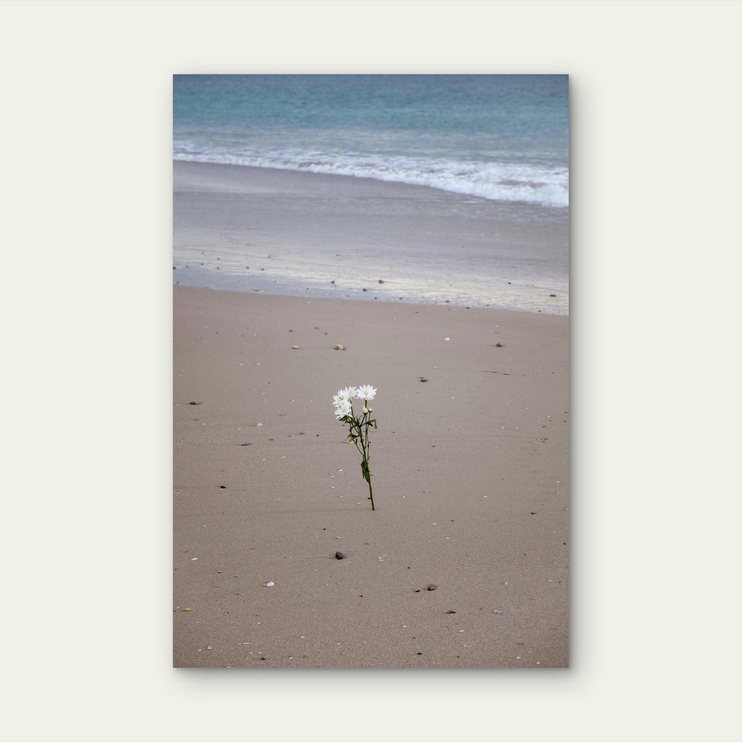White Flowers Growing in Sand by the Ocean 40x60cm Metal Print Ready to Hang