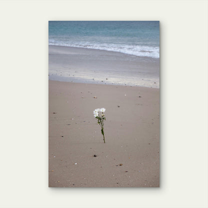 White Flowers Growing in Sand by the Ocean 60x90cm Metal Print Ready to Hang