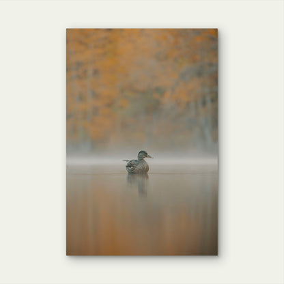 A Duck Floats on a Misty Lake at Dawn 60x90cm Metal Print Ready to Hang