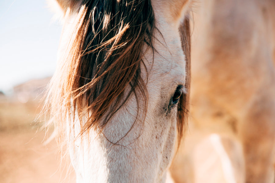 Close Up of a Horse's Head with A Sky Background Wall Art Decor 100% Australian Made