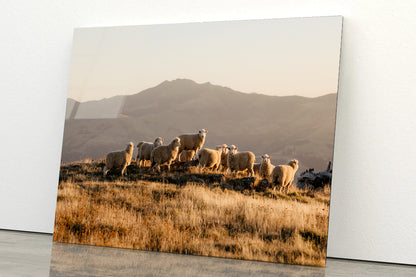 Herd Of Sheeps on With Mountain Acrylic Glass Print Tempered Glass Wall Art 100% Made in Australia Ready to Hang - Bella Home Decor