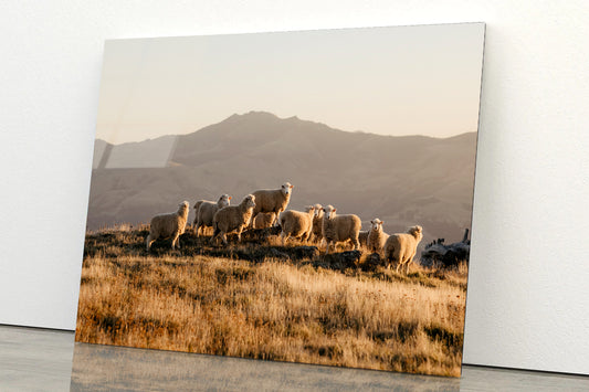 Herd Of Sheeps on With Mountain Acrylic Glass Print Tempered Glass Wall Art 100% Made in Australia Ready to Hang - Bella Home Decor