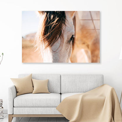 Close Up of a Horse's Head with A Sky Background Acrylic Glass Print Tempered Glass Wall Art 100% Made in Australia Ready to Hang