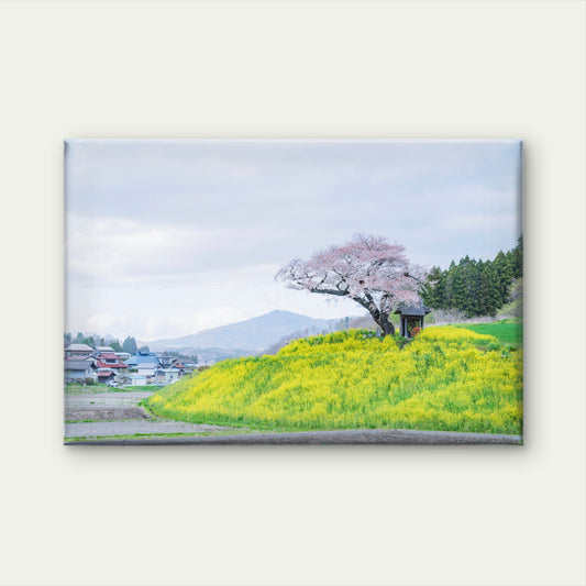 Sakura Rapeseed Field Japan Wall Art Decor 100% Australian Made