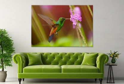 Caribbean Hummingbird Feeding Wall Art Decor 100% Australian Made - Bella Home Decor