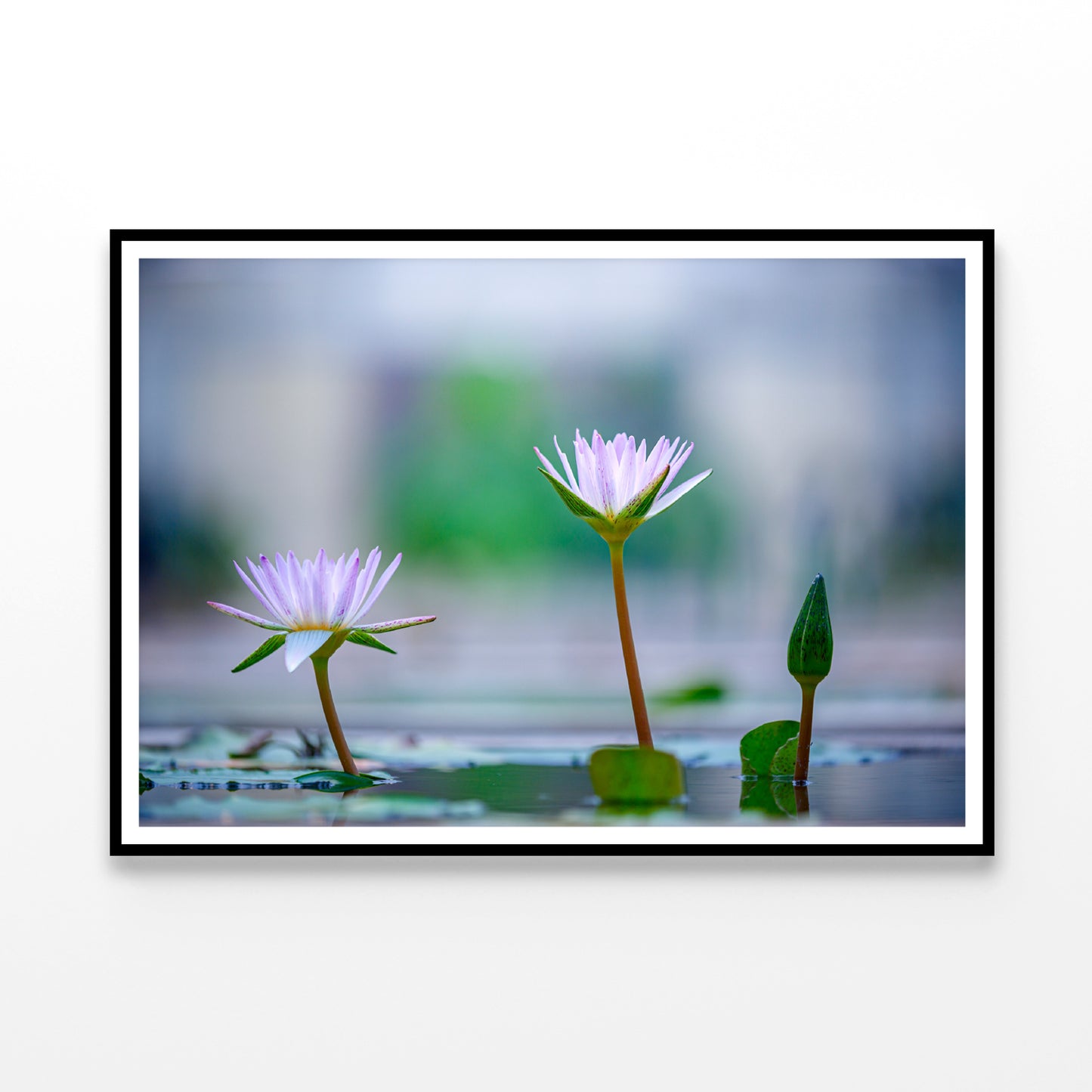 Lotus with Yellow Pollen on Blue Surface of Pond Home Decor Premium Quality Poster Print Choose Your Sizes - Bella Home Decor