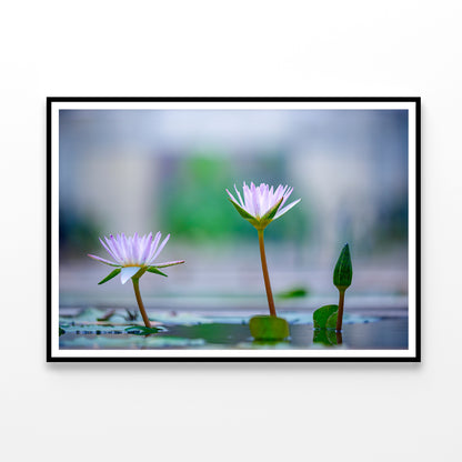 Lotus with Yellow Pollen on Blue Surface of Pond Home Decor Premium Quality Poster Print Choose Your Sizes - Bella Home Decor