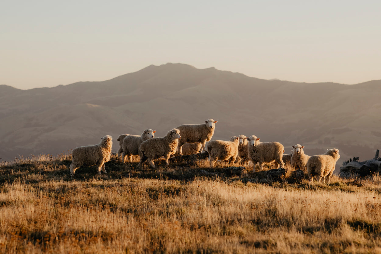 Herd Of Sheeps on With Mountain Print 100% Australian Made - Bella Home Decor