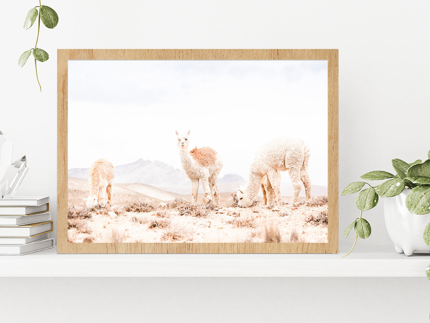 Llama Herd on Landscape Faded View Photograph Glass Framed Wall Art, Ready to Hang Quality Print Without White Border Oak