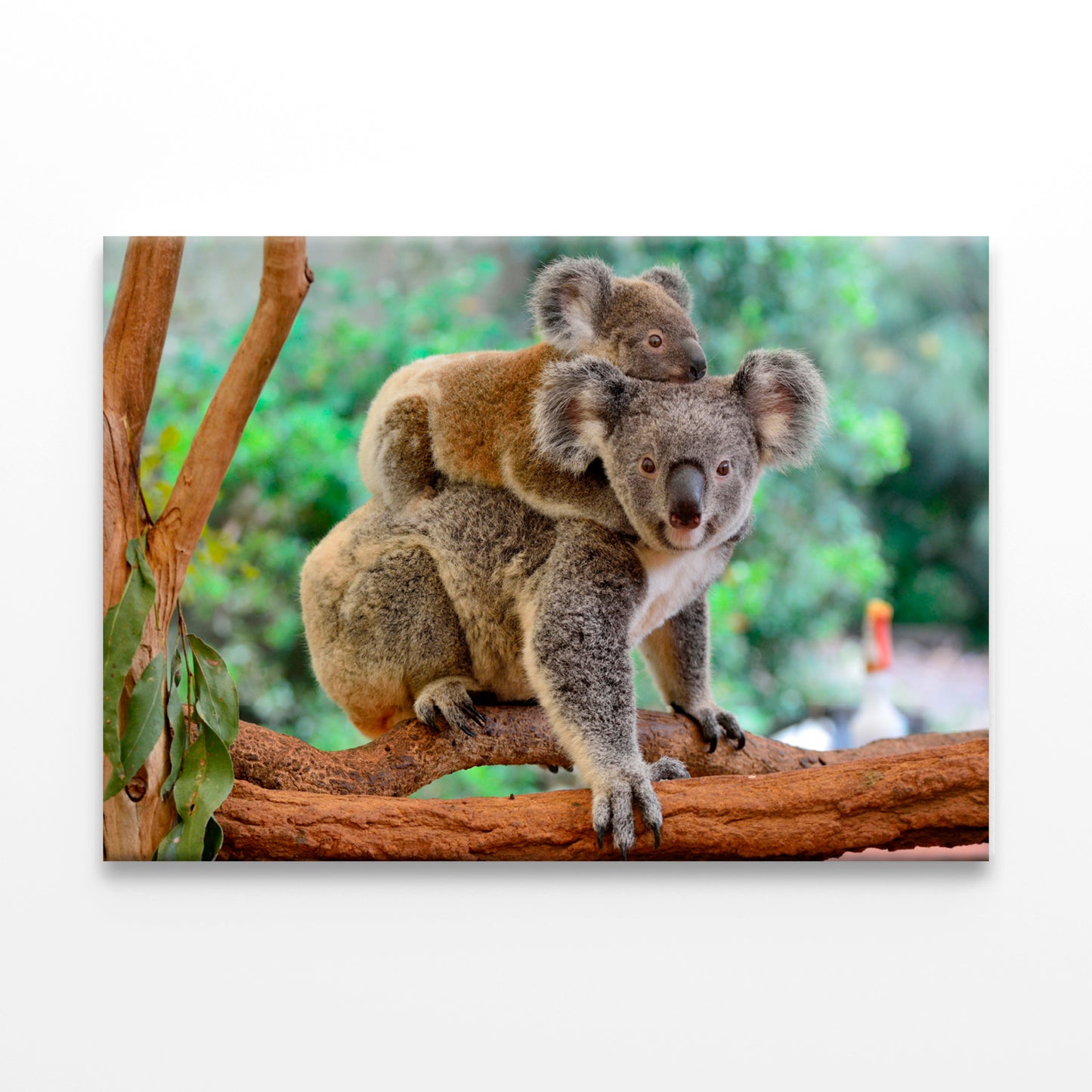 Mother koala with baby on tree Wall Art Decor 100% Australian Made - Bella Home Decor