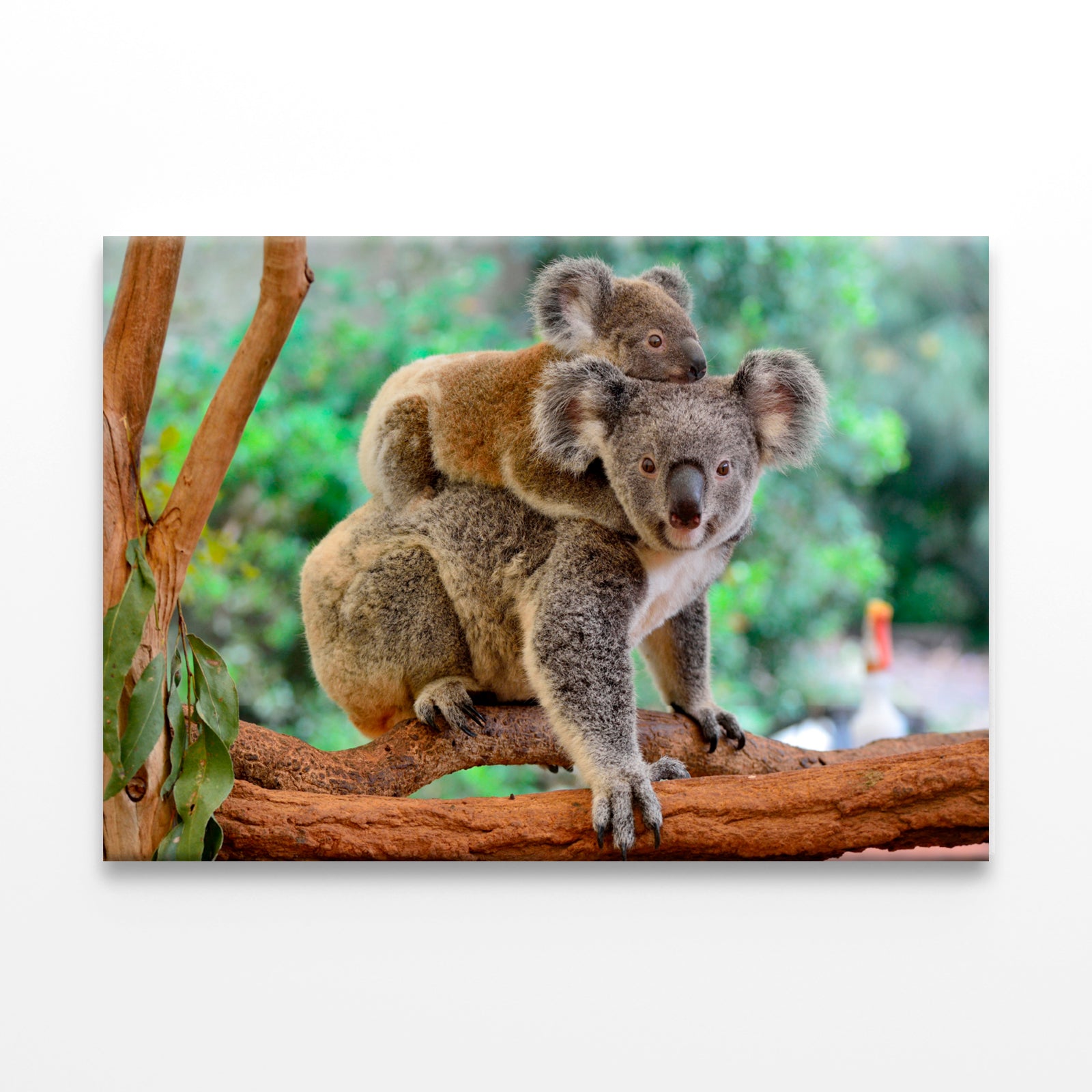 Mother koala with baby on tree Wall Art Decor 100% Australian Made - Bella Home Decor